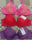 Silk Padded Bra with Embroidery for Daily Wear & Special Events