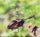 Electric Helicopter for Kids 1-10 with Induction Watch